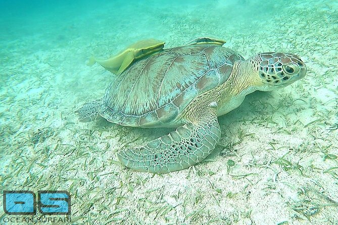Afternoon Snorkel, Pizza & Sunset Tour departing from St. Thomas & St. John - Booking details and cancellation