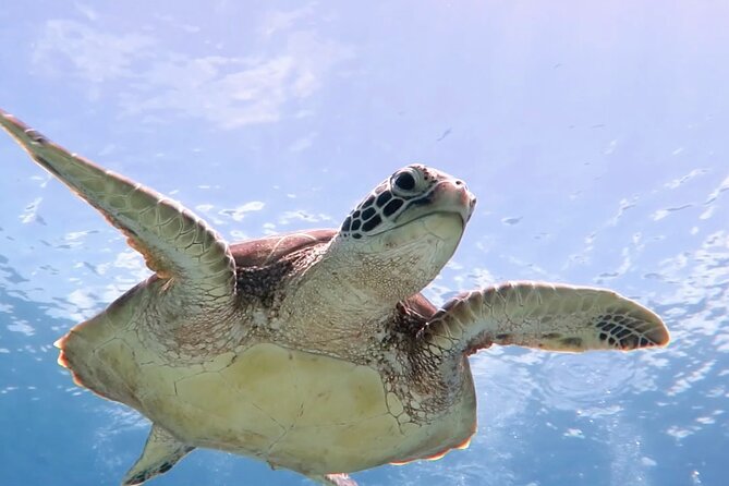Cas Cay - Kayak Hike and Snorkel Adventure - Key points to know before you go