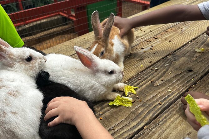 Connors Farms Petting Zoo - How the two-and-a-half-hour schedule works