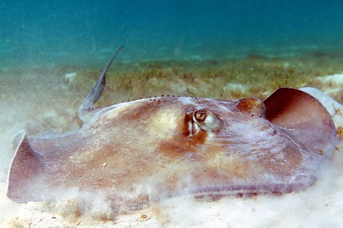 Coral Reef and Turtle Discovery Kayak and Snorkel Tour - Why this St. Thomas tour feels different