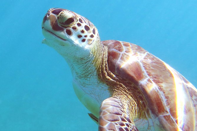 Coral Reef and Turtle Discovery Kayak and Snorkel Tour - Learning the basics before you paddle