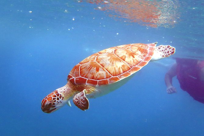 Coral Reef and Turtle Discovery Kayak and Snorkel Tour - Swimming with sea turtles