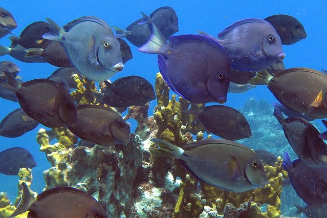 Coral Reef and Turtle Discovery Kayak and Snorkel Tour - A simple lunch on the beach or between stops