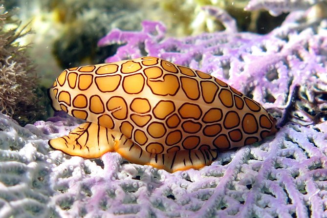 Coral Reef and Turtle Discovery Kayak and Snorkel Tour - How much value do you get for $169?