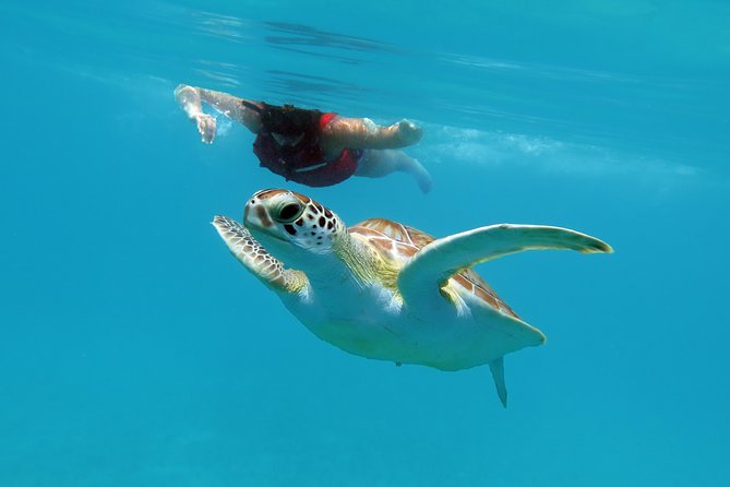 Coral Reef and Turtle Discovery Kayak and Snorkel Tour - Starting at Emerald Beach Resort at 9:30 a.m.