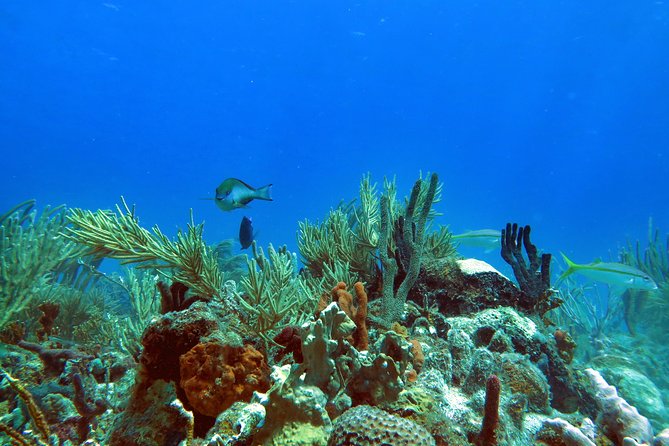 Coral Reef and Turtle Discovery Tour - First snorkel: coral, sponges, and sea fans