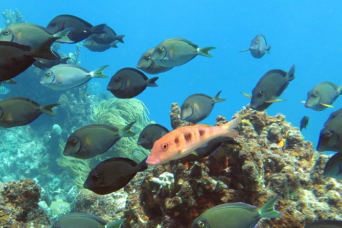 Coral Reef and Turtle Discovery Tour - Second snorkel: looking for sea turtles