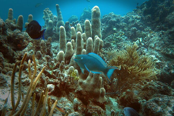 Coral Reef and Turtle Discovery Tour - What the $159 price really covers