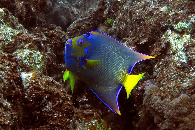 Coral Reef and Turtle Discovery Tour - How the schedule works for cruise passengers