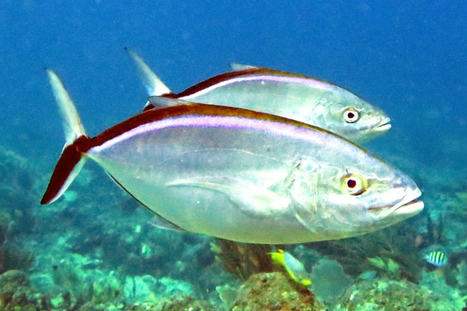 Coral Reef and Turtle Discovery Tour - Who will enjoy this St Thomas adventure