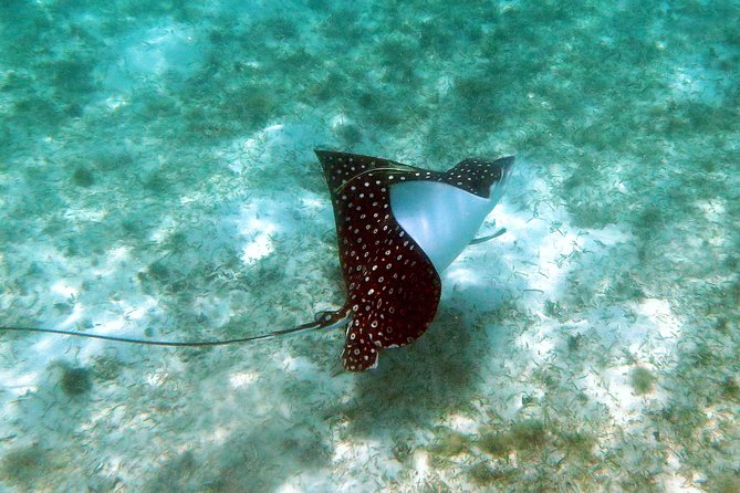 Coral Reef and Turtle Kayak Excursion - What the five-hour St Thomas outing feels like