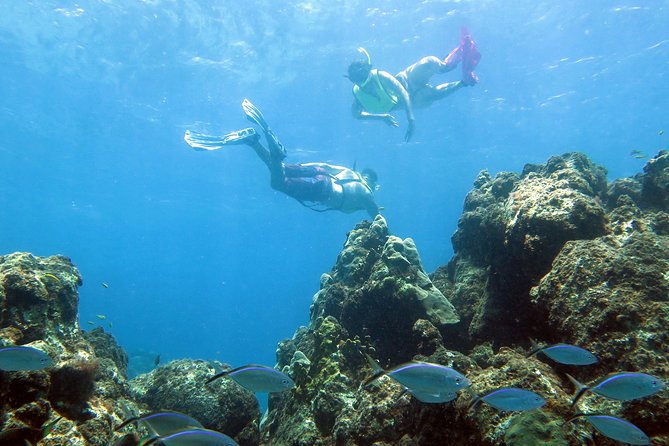 Coral Reef and Turtle Kayak Excursion - Lunch, then a turtle-focused snorkel stop