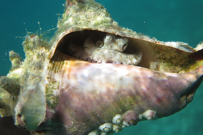 Coral Reef and Turtle Kayak Excursion - The guide makes the reef more than a photo stop