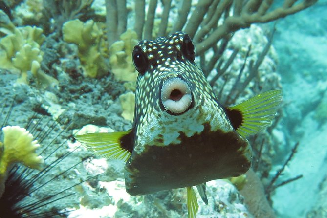 Coral Reef and Turtle Kayak Excursion - Meeting point and cruise-port planning