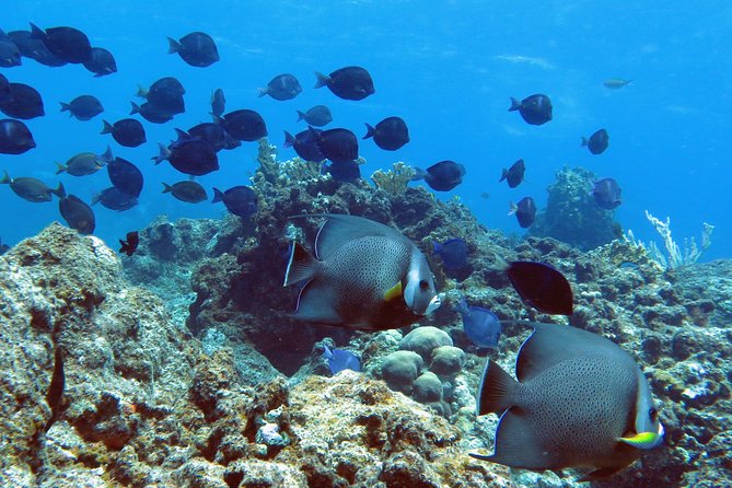Coral Reef and Turtle Kayak Excursion - What to bring and what to arrange early