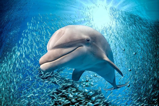 Coral World Ocean Park General Admission Ticket - Starting at Coki Point Beach
