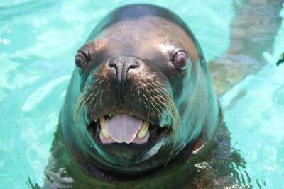 Coral World Ocean Park General Admission Ticket
