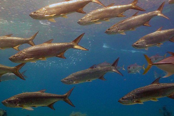 Coral World Ocean Park General Admission Ticket - Shark Shallows, turtles, and the open-air reef