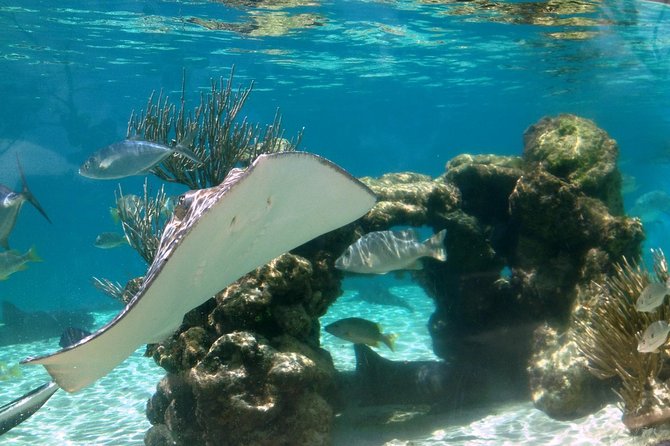 Coral World Ocean Park General Admission Ticket - Birds, reptiles, and family-friendly indoor breaks