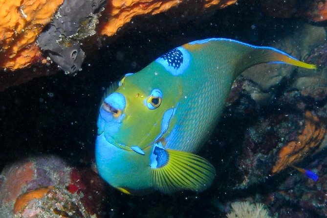 Discover Scuba Diving with No Certification in St Thomas - Snorkeling or paying for a second session
