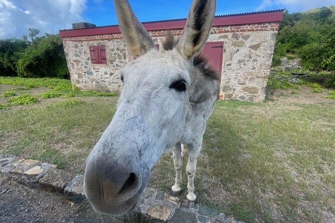 Explore St. John, Beaches and National Park Private Tour - What the private price really buys you