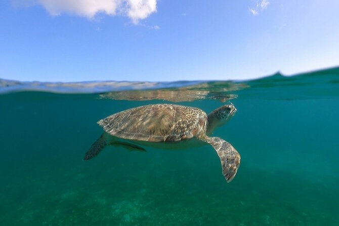 Full-Day Private Boat Charter from St. John or St. Thomas - Lime Out for tacos in Coral Bay