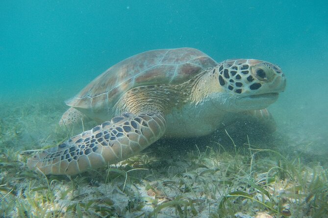 Full Day Private Charter, Snorkel St. John (12 guests, 55’ yacht) - Sailing by Trunk Bay and St. John National Park