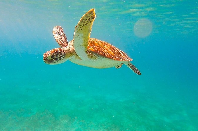 Full-Day Sailing Tour in Virgin Islands National Park - Lunch on board, then Honeymoon Beach