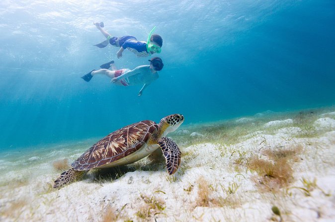 Full or Half Day Private Power Catamaran- USVI Beach and Snorkel - Maho Bay, the best turtle stop on the route