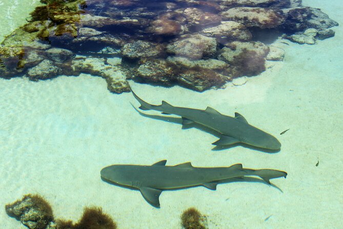 Guided Tour of Coral World Ocean Park & Happy Hour - A quieter way to see Coral World