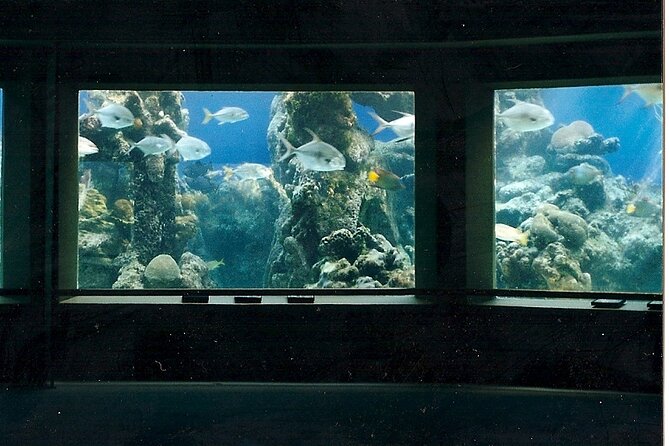 Guided Tour of Coral World Ocean Park & Happy Hour - Free time gives you room to set the pace