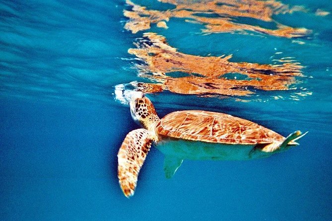 Half Day Sail and Snorkel with the Turtles - What you should bring and how to plan your day