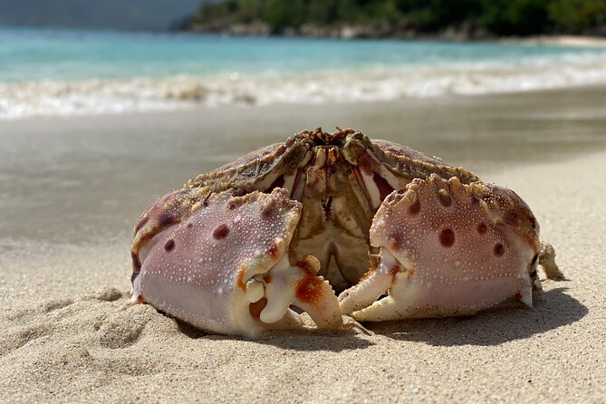 Honeymoon Beach Eco Hike and Snorkel - What the guide adds along the way