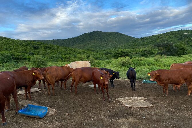 Horseback Riding Experience - Through Rainforest and Pastureland