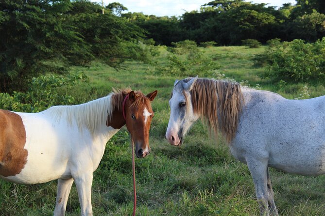 Horseback Riding Experience - The Old Sugar Mill Photo Stop