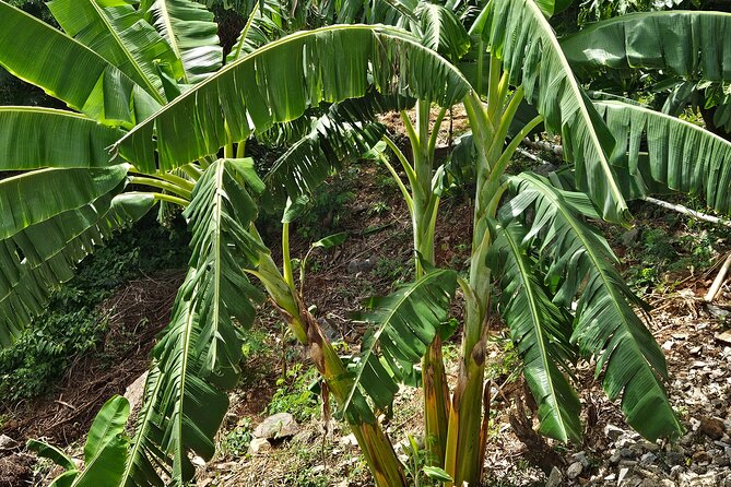 Island Eco Farm Tour with Local Treats and Sapphire Beach Time - Why this small farm visit adds something to St. Thomas