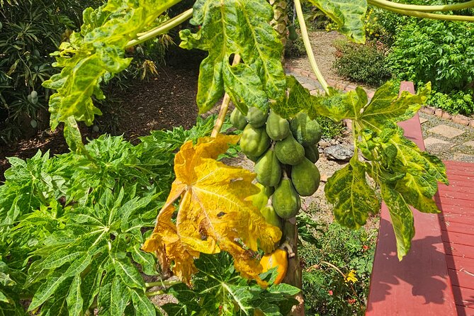 Island Eco Farm Tour with Local Treats and Sapphire Beach Time - Two hours at Sapphire Beach