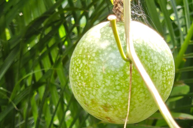 Island Eco Farm Tour with Local Treats and Sapphire Beach Time - Who will get the most from this $26.98 outing