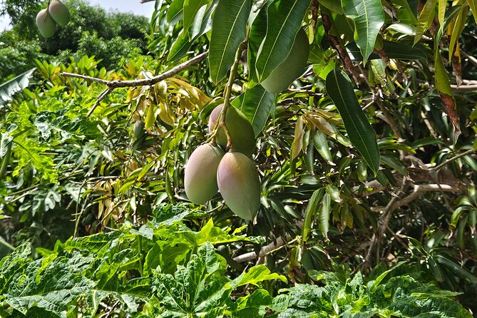 Island Eco Farm Tour with Local Treats and Sapphire Beach Time - Practical details for a smoother morning