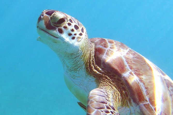 Kayak and Sea Turtle Snorkel with Beach Break - From kayak to a beach-based snorkel