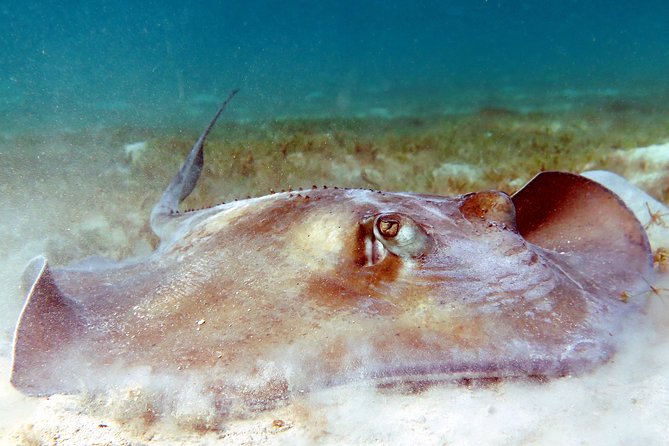 Kayak and Sea Turtle Snorkel with Beach Break - Sven and the value of a small group