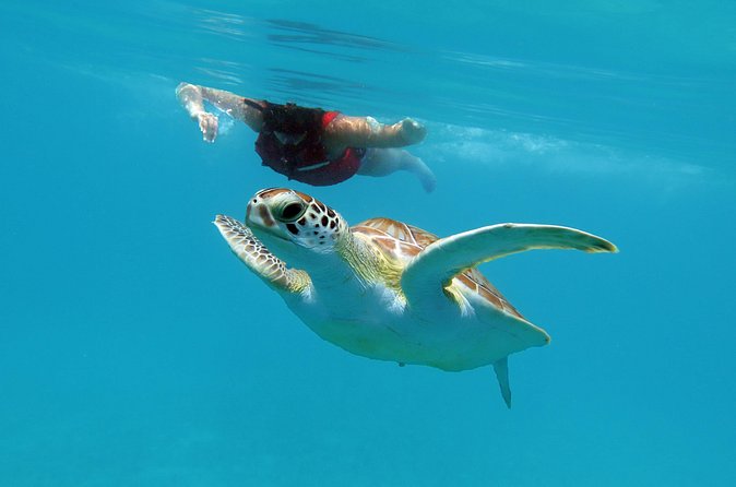 Kayak and Sea Turtle Snorkel with Beach Break - Who will enjoy this outing most