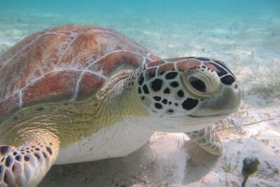 Kayak & Snorkel with Sea Turtles, National Park, St. John