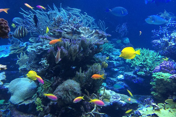National Park Snorkeling Excursion - Snacks First, Drinks After Swimming