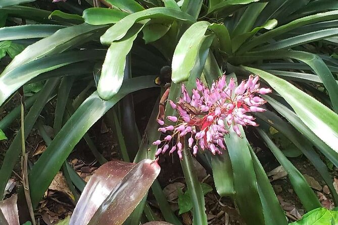 Nature and Sightseeing at Phantasea Tropical Botanical Garden - Pickup, cruise timing, and group size