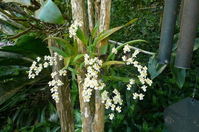 Nature and Sightseeing at Phantasea Tropical Botanical Garden - Is $15.80 a fair price?