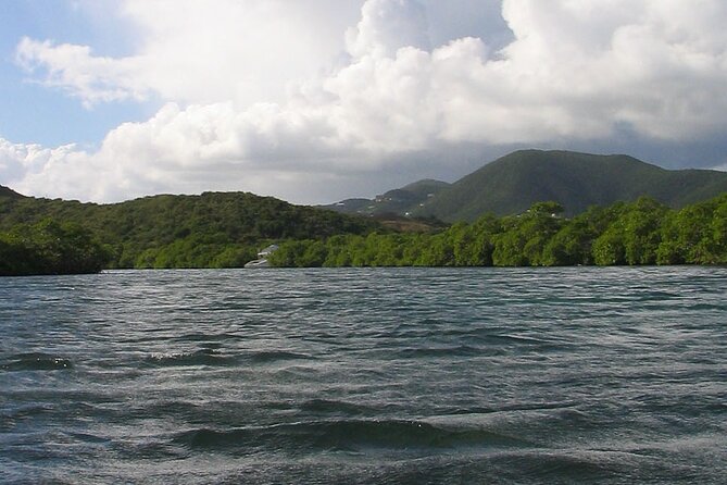 On Your Own: Kayak in the Mangrove Lagoon - Who should choose this self-guided outing?