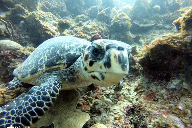 Private Full Day Guided Snorkeling or Diving Charter in St Thomas - Starting at Saga Haven Marina at 8:30 a.m.