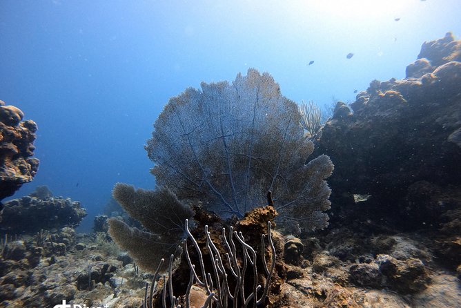 Private Full Day Guided Snorkeling or Diving Charter in St Thomas - Crew support and the comfort level for beginners