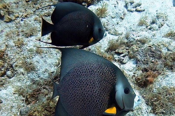Private Full Day Guided Snorkeling or Diving Charter in St Thomas - What is included, and what you still need to plan